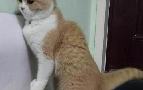 猫冬天需要电热毯吗
