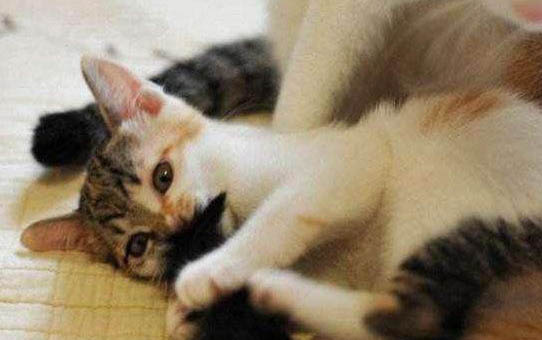 小猫多大可以洗澡了