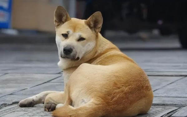 没有狗狗沐浴露怎么办