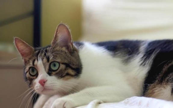 两只猫如何快速亲近