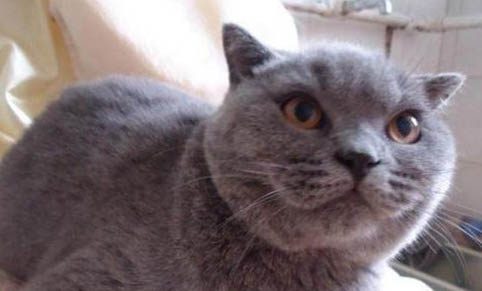 猫几个月可以洗澡?