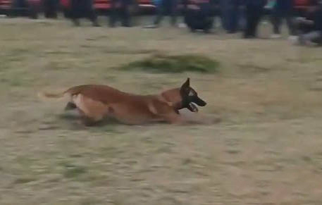 名犬养殖基地的狗狗可以买吗