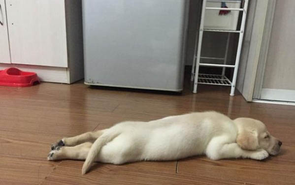狗身上有狗豆子