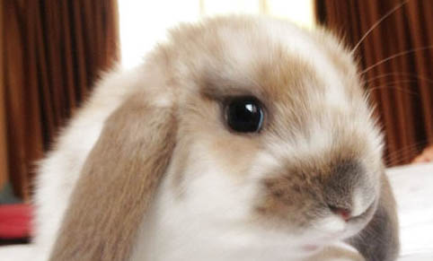 兔子能吃荔枝吗为什么？