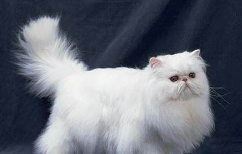 猫能不能吃鸡肝