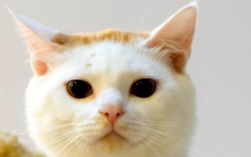猫咪吃不吃火腿肠