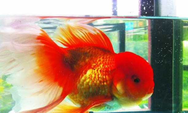 高鳍玻璃神仙鱼好养吗