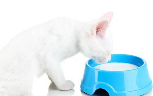 猫尿频尿不尽的原因及处理方法