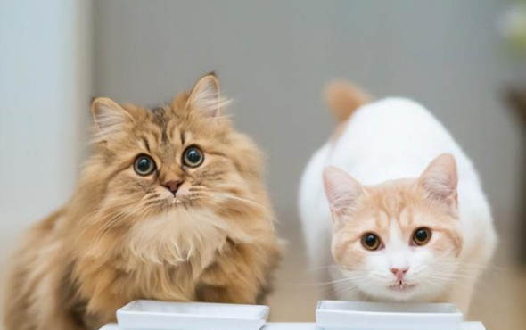 什么品种的猫咪比较黏人