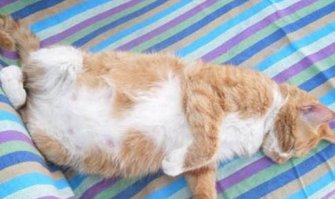 斯芬克斯母猫怎么看有没有绝育