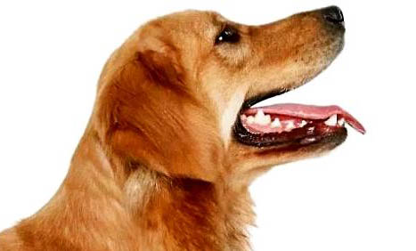 狗狗感冒和犬瘟如何区分
