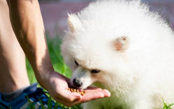 狗狗怀孕初期的症状有哪些