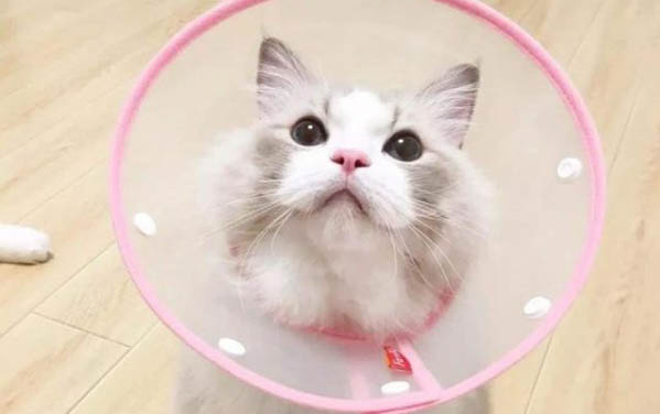 请问猫咪呕吐的原因及处理方法?