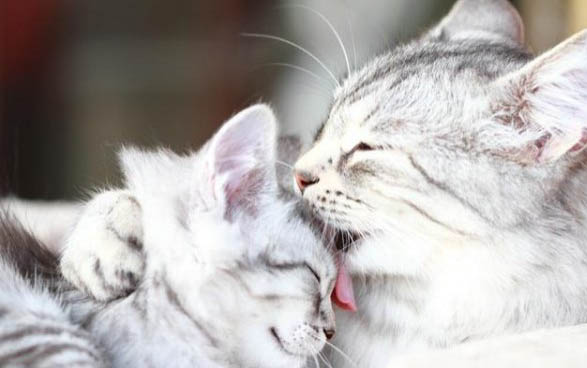 小猫总是生病怎么办