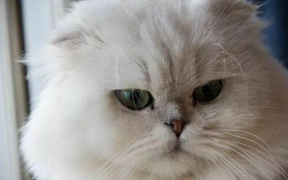 猫咪乳腺肿瘤有哪些症状啊?