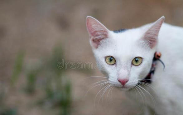 猫咪信任主人会有表现
