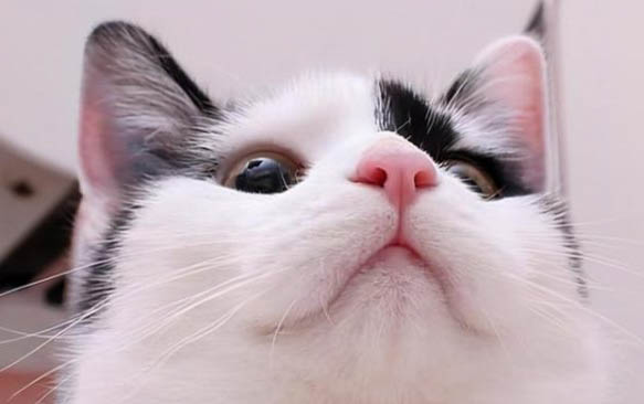 刚买回家的猫咪呕吐怎么回事