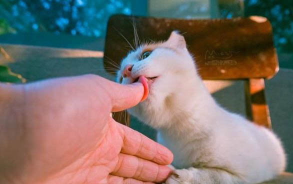 小猫能洗澡么?