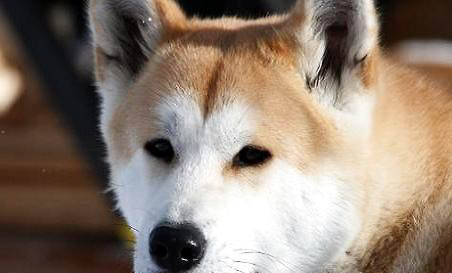 秋田犬怎么训练它听话啊