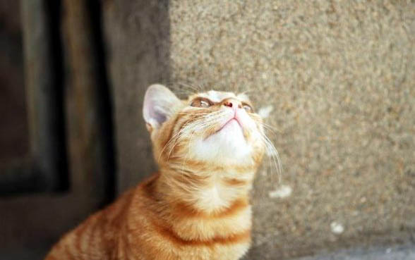 小猫感冒能自愈吗