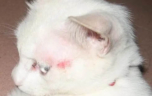 猫咪眼球上有透明异物