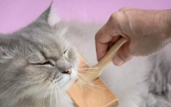 夏天小猫可以吹空调吗