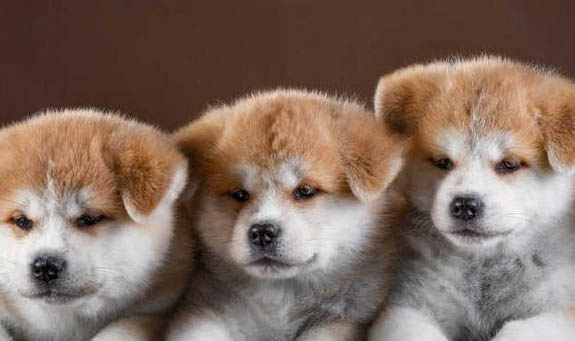 养秋田犬需要准备什么