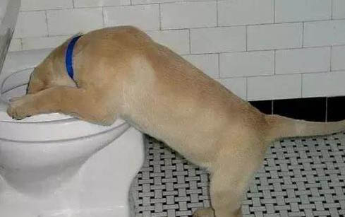 狗狗可以喝自来水吗