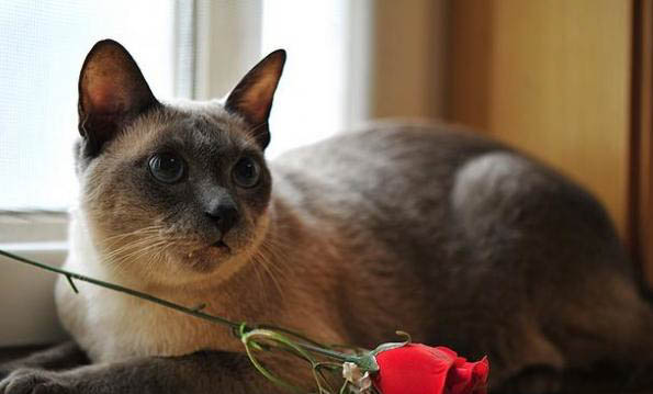 暹罗猫的寿命有多长？