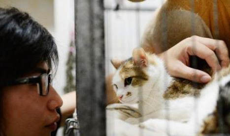 猫咪冬天需要穿衣服么