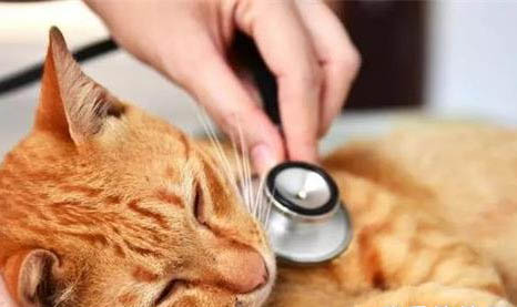 广州比较正规的猫舍