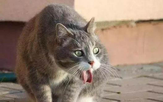 小猫不吃东西一直睡觉了怎么办?