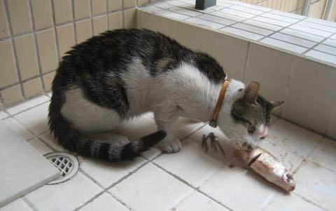 猫咪夏天可以吹空调吗
