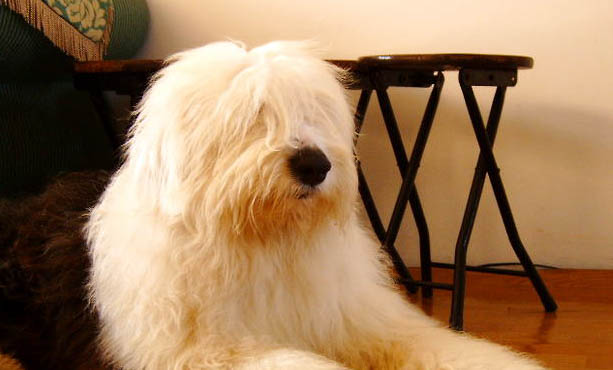 喜乐蒂牧羊犬身体发抖的原因及处理方法