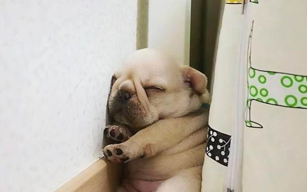 狗狗得了细小病毒吃什么药能好