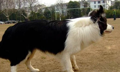 棉花面纱犬哪里有卖