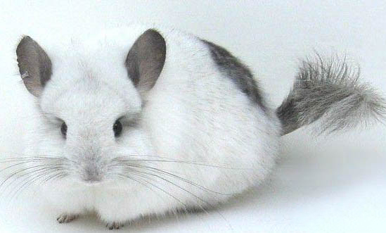 龙猫是老鼠还是小猫