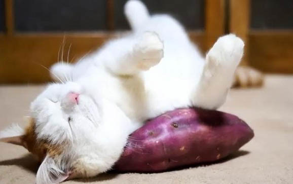 被猫抓了去哪里打疫苗