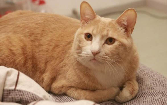 猫消化不良呕吐吃什么药好得快