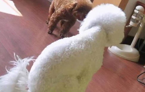 狗狗细小是什么症状?