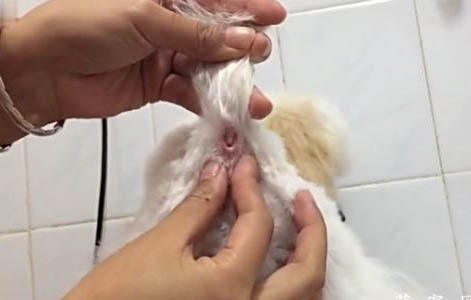 收养狗狗要注意什么啊?
