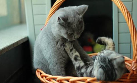 瘫痪猫咪如何护理