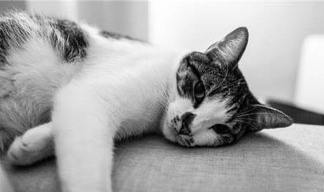猫打完止吐针需要禁食多久