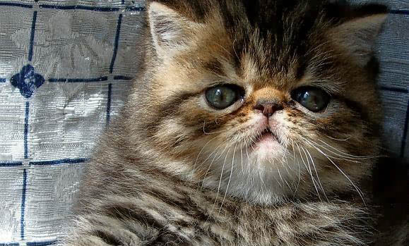 猫咪老是打喷嚏?这可能是原因!