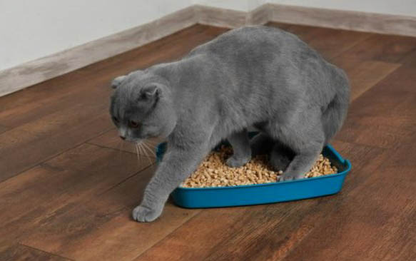 三个月小猫只有2斤正常吗