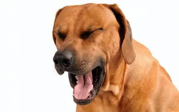 狗狗低血糖会抽搐吗