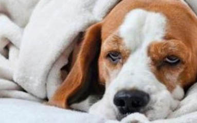 棉花面纱犬哪里有卖