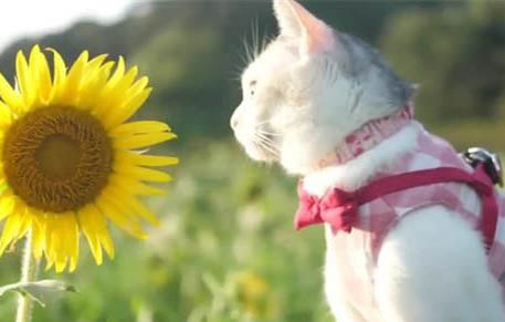 猫咪口臭是什么原因