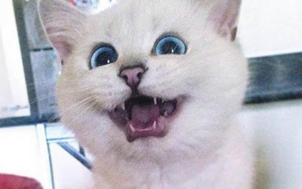 猫不洗脸了是什么原因