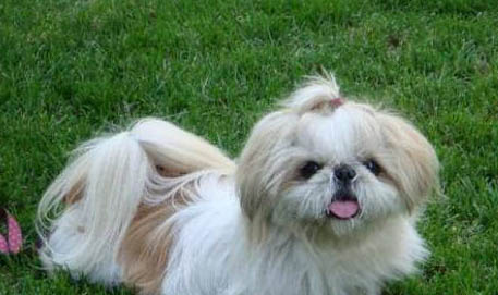 西施犬体外驱虫多久一次